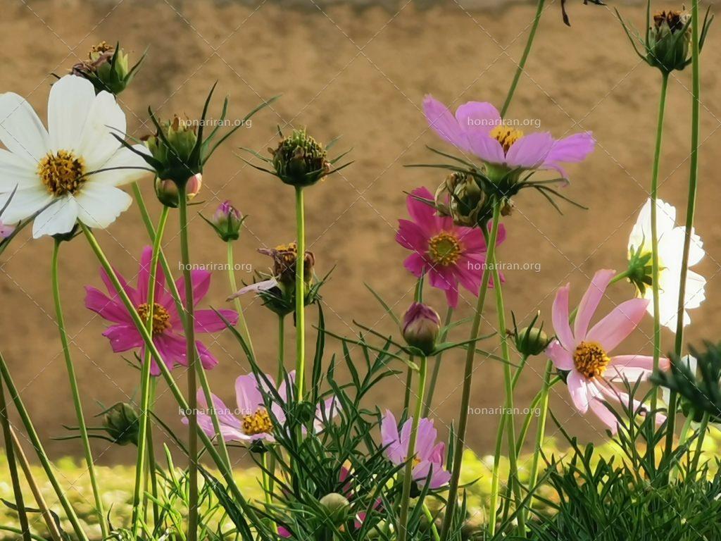 قطعه عکس طبیعت