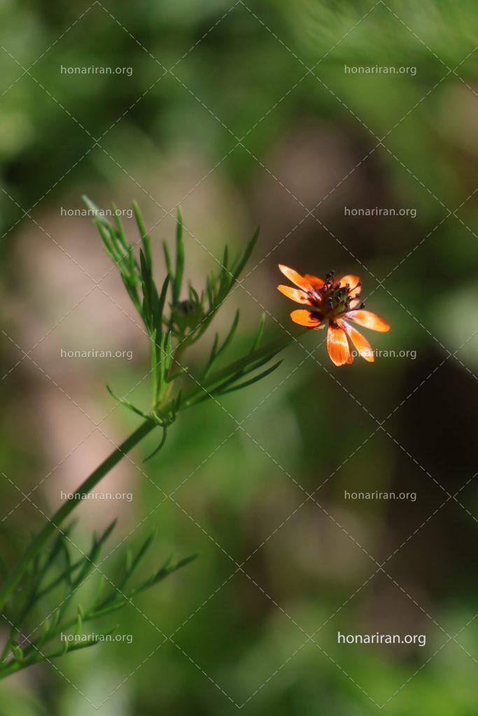 قطعه عکس طبیعت زیبای استان فارس شیراز