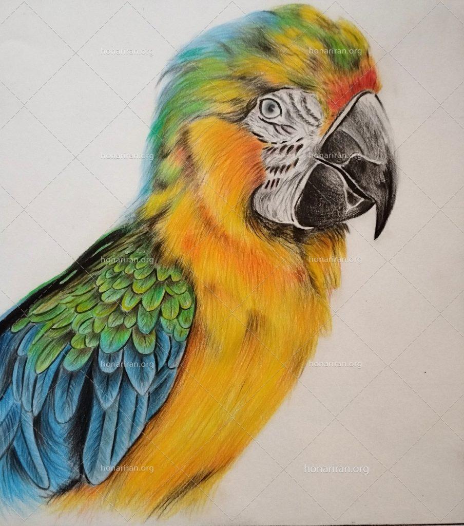 نقاشی مداد رنگی طوطی