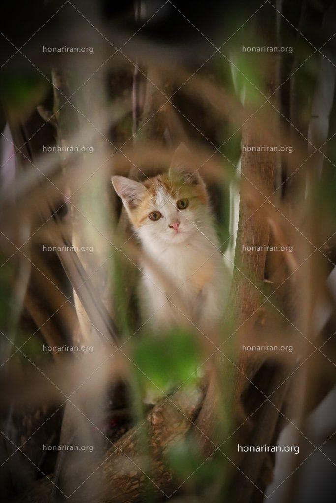 قطعه عکس گربه