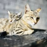 قطعه عکس گربه | امنیت