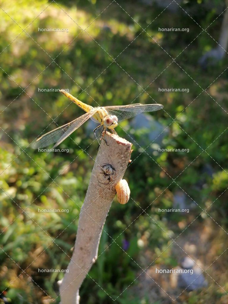 قطعه عکس طبیعت