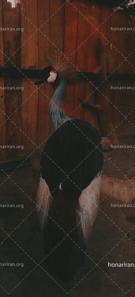 قطعه عکس حیات وحش