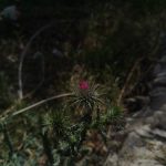 قطعه عکس گل خار شکرتیغال