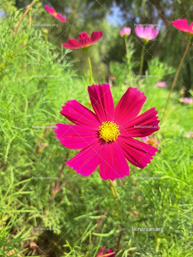قطعه عکس گل شاه اشرفی (ستاره ای)