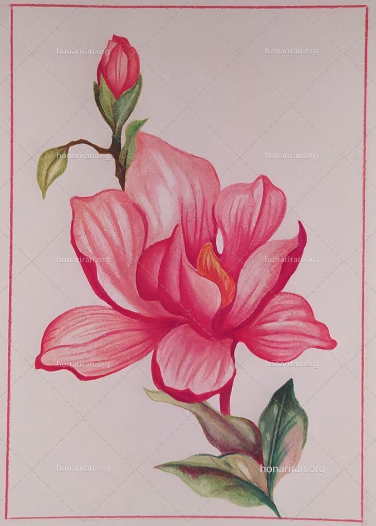 نقاشی گل نیلوفر
