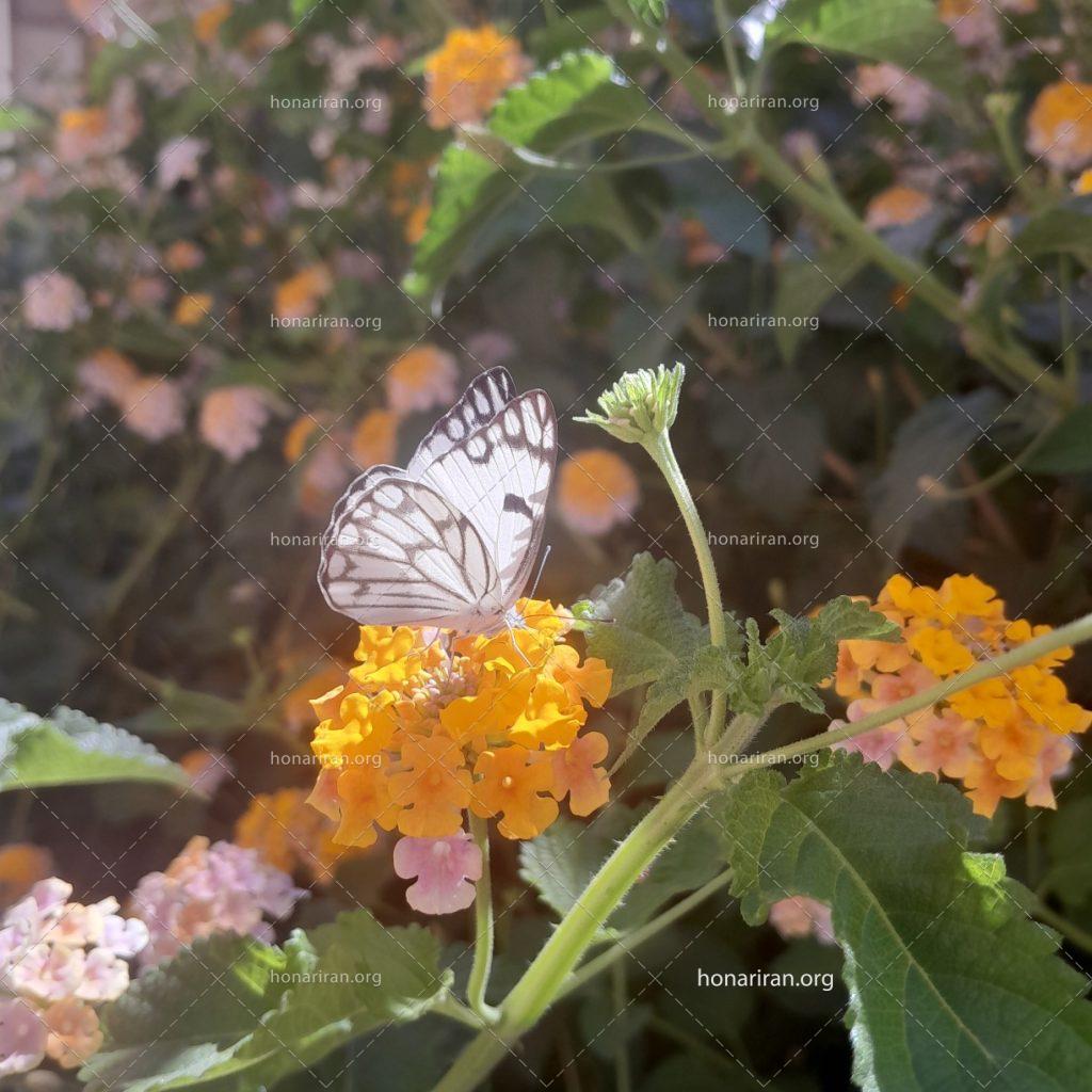 قطعه عکس پروانه