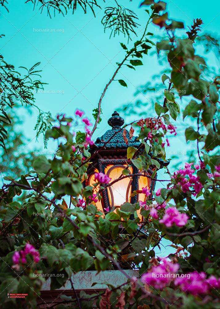 قطعه عکس گل کاغذی و چراغ فانوسی شهری