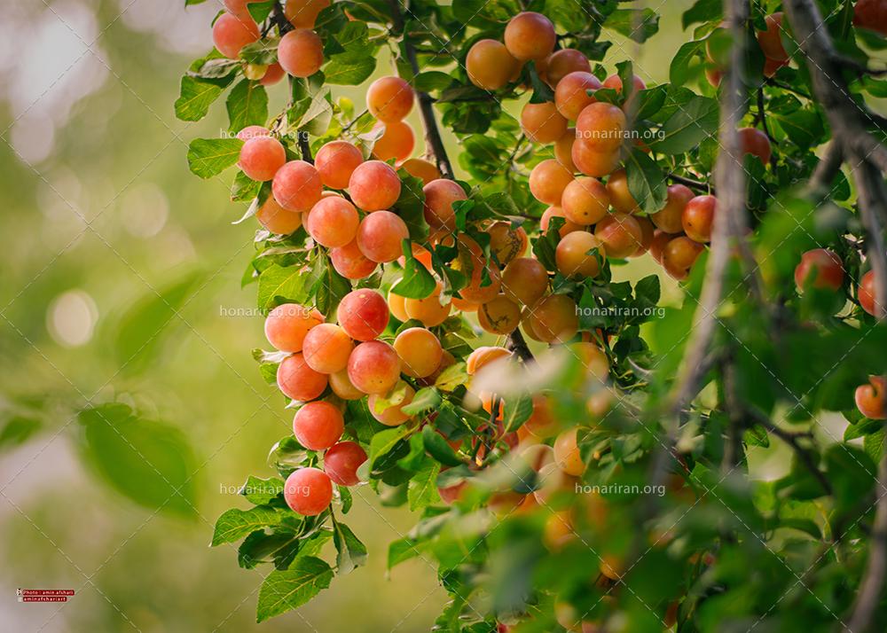 قطعه عکس | درخت آلو