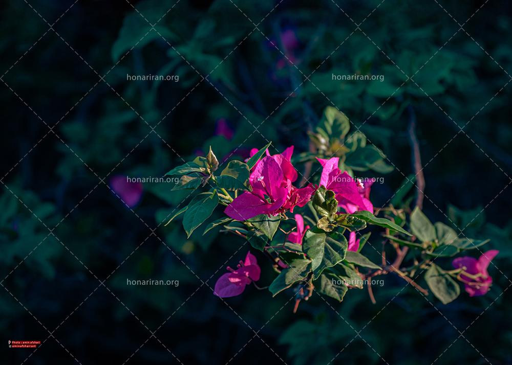 قطعه عکس گل کاغذی 2