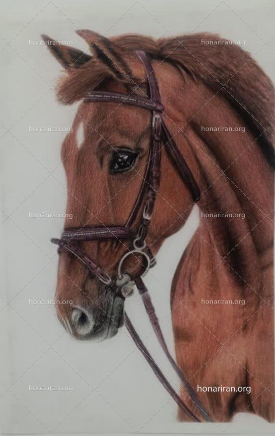 پرتره اسب | نقاشی رئال با مدادرنگی